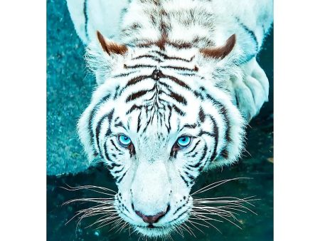 White Bengal Tiger - 3D Lenticular Postcard Greeting Card - NEW For Sale