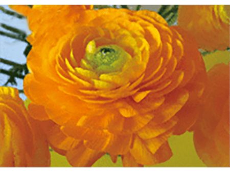 Buttercup - Flower -3D Lenticular Postcard Greeting Card - NEW Online Sale