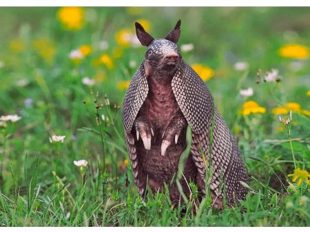 Nine-Banded Armadillo - 3D Lenticular Postcard Greeting Cardd - NEW Cheap