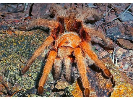 Western Desert Tarantula - 3D Lenticular Postcard Greeting Card Online now