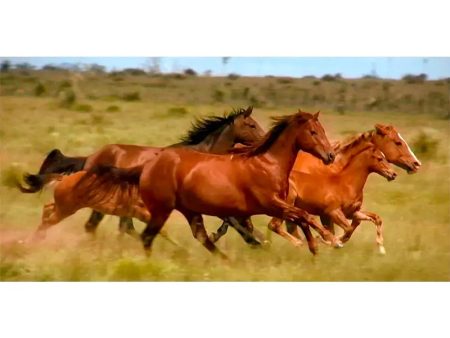 Wild Horses Running - 3D Action Lenticular Oversize-Postcard Greeting Card - NEW Hot on Sale