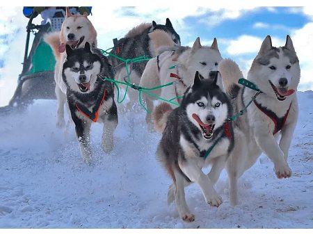 Sled Dogs - Alaska - 3D Lenticular Postcard Greeting Card - NEW For Sale