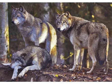 Wolf Pack - 3D Lenticular Postcard Greeting Card - NEW For Cheap