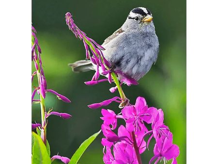 Sparrow on Fireweed - 3D Lenticular Postcard Greeting Card For Cheap