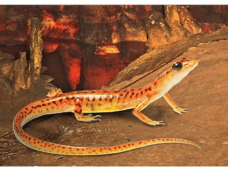 Cave Salamander - 3D Lenticular Postcard Greeting Card - NEW Online