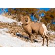 Bighorn Sheep - 3D Lenticular Postcard Greeting Cardd - NEW Hot on Sale