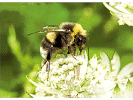 Bumblebee Collecting Nectar  - 3D Lenticular Postcard Greeting Card - NEW For Discount